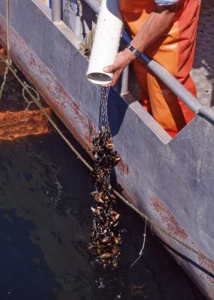 Mussel Nets